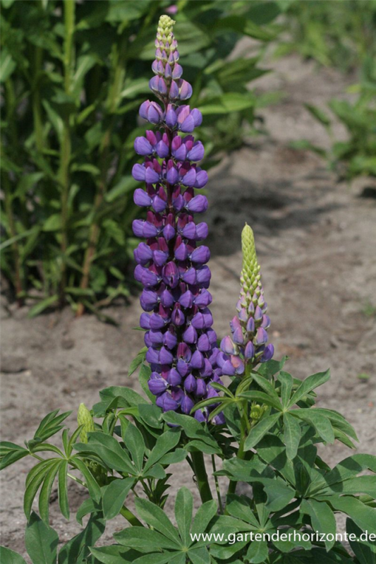  Garten-Lupine „Camelot Blue®“