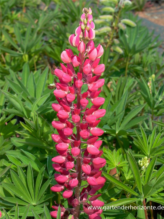  Garten-Lupine „Edelknabe“