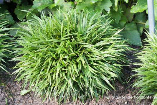  Behaarte Garten-Hainsimse „Igel“