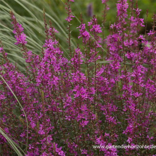  Garten-Ruten-Weiderich „Dropmore Purple“