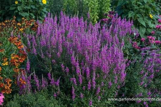  Garten-Blut-Weiderich „Morden Pink“