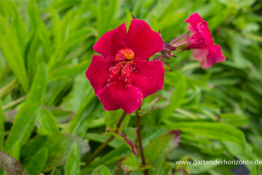  Garten-Gauklerblume „Roter Kaiser“