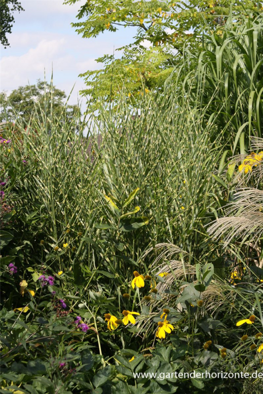  Garten-Zebraschilf „Strictus“