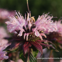  Garten-Indianernessel „Beauty Of Cobham“