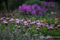  Garten-Indianernessel „Beauty Of Cobham“