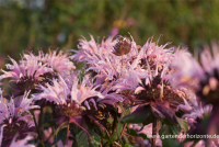  Garten-Indianernessel „Beauty Of Cobham“