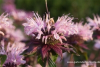  Garten-Indianernessel „Beauty Of Cobham“