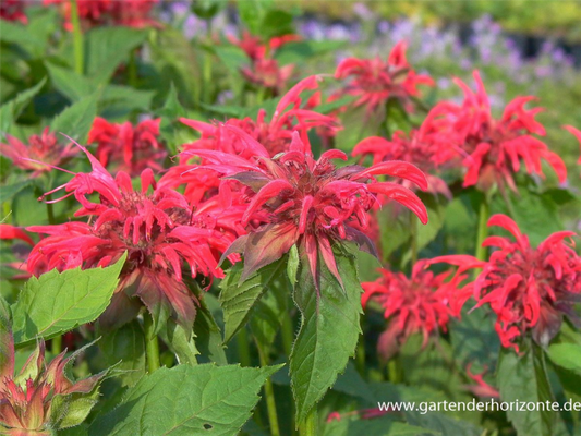  Garten-Indianernessel „Gardenview Scarlet“