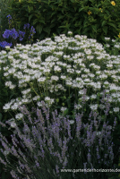  Garten-Indianernessel „Schneewittchen“