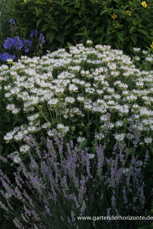  Garten-Indianernessel „Schneewittchen“