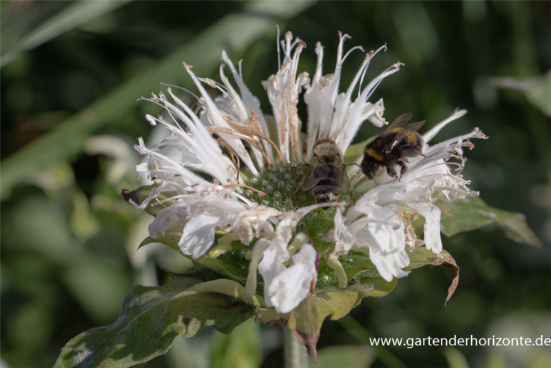  Garten-Indianernessel „Schneewittchen“