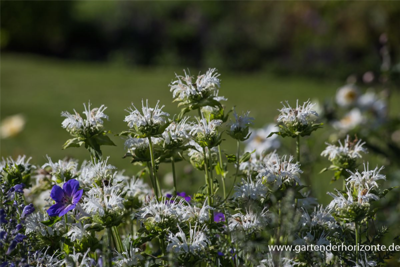  Garten-Indianernessel „Schneewittchen“