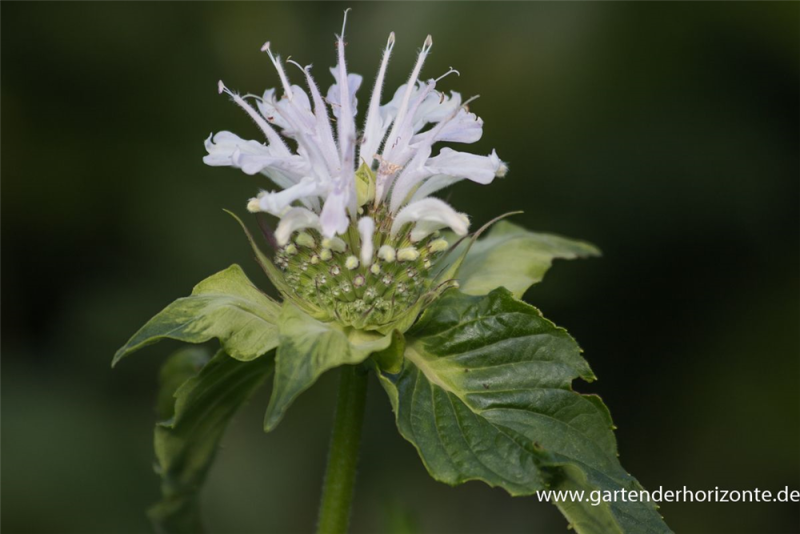  Garten-Indianernessel „Schneewittchen“