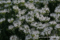  Garten-Indianernessel „Schneewittchen“