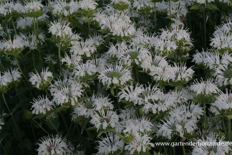  Garten-Indianernessel „Schneewittchen“