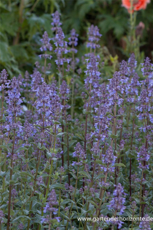  Großblütige Garten-Katzenminze