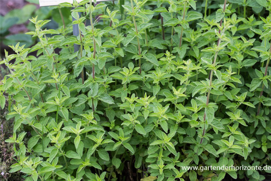  Oregano