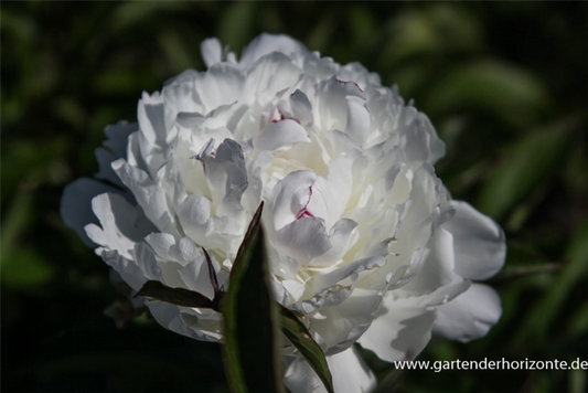  Garten-Pfingstrose „Festiva Maxima“