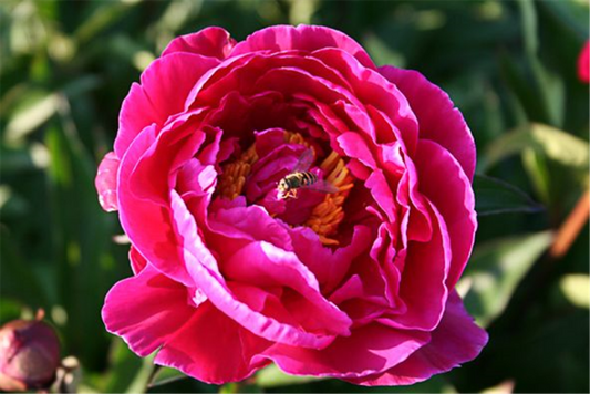  Garten-Pfingstrose „Karl Rosenfield“