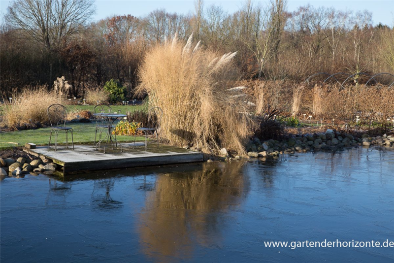  Garten-Ruten-Hirse „Cloud Nine“
