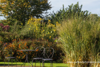  Garten-Ruten-Hirse „Cloud Nine“