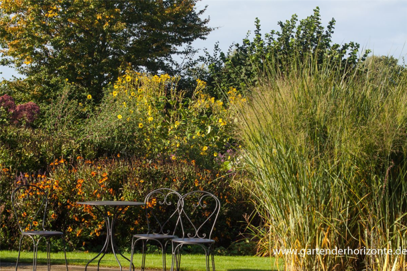 Garten-Ruten-Hirse „Cloud Nine“