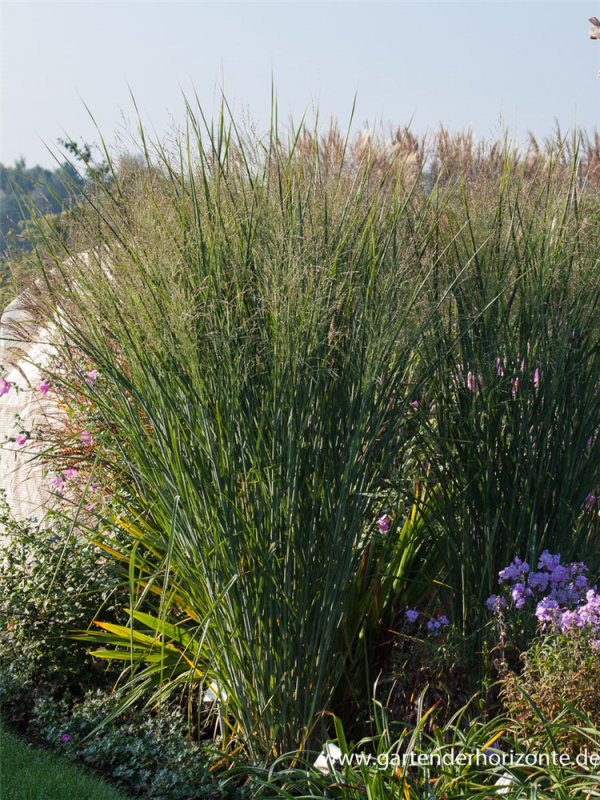  Garten-Ruten-Hirse „Cloud Nine“