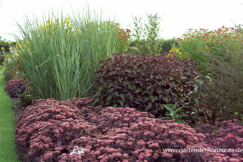  Garten-Ruten-Hirse „Cloud Nine“