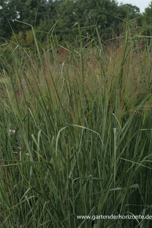  Garten-Ruten-Hirse „Cloud Nine“