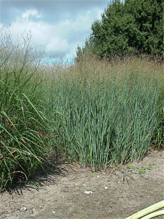  Garten-Ruten-Hirse „Heavy Metal“