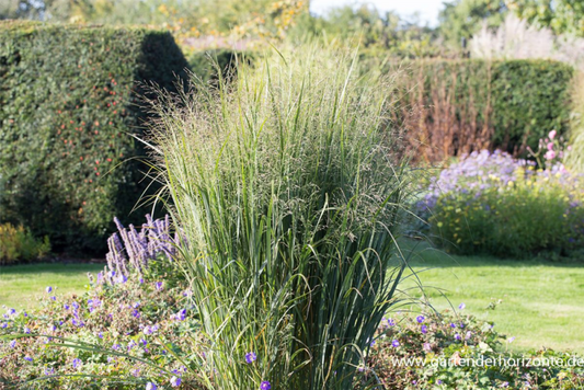 Garten-Ruten-Hirse „Northwind“