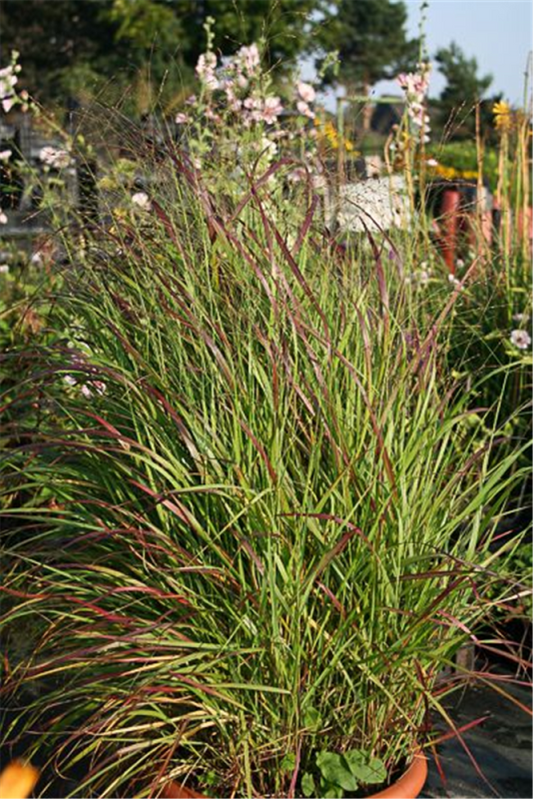  Garten-Ruten-Hirse „Rehbraun“