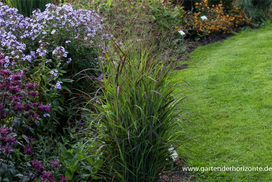  Garten-Ruten-Hirse „Shenandoah“