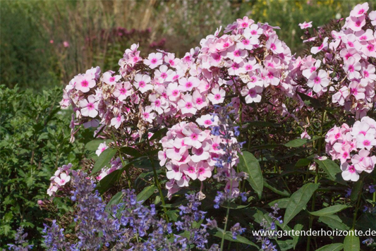  Hohe Garten-Flammenblume „Bright Eyes“