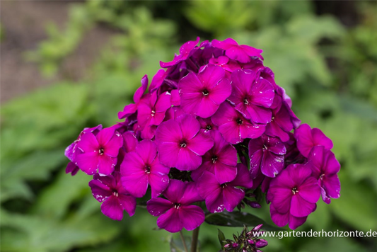  Hohe Garten-Flammenblume „Düsterlohe“