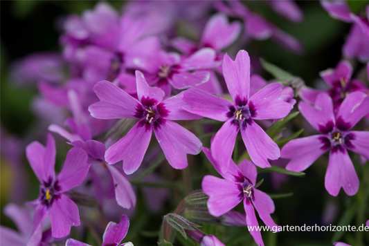  Garten-Teppich-Flammenblume „Samson“
