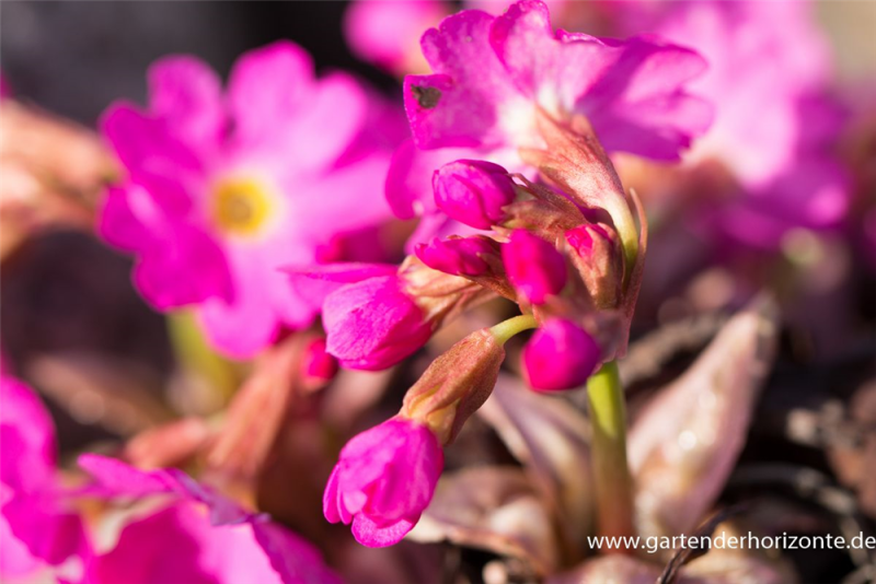  Garten-Rosen-Schlüsselblume „Gigas“