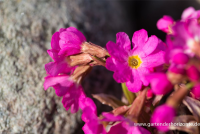  Garten-Rosen-Schlüsselblume „Gigas“