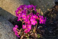  Garten-Rosen-Schlüsselblume „Gigas“