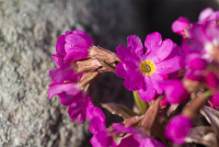  Garten-Rosen-Schlüsselblume „Gigas“