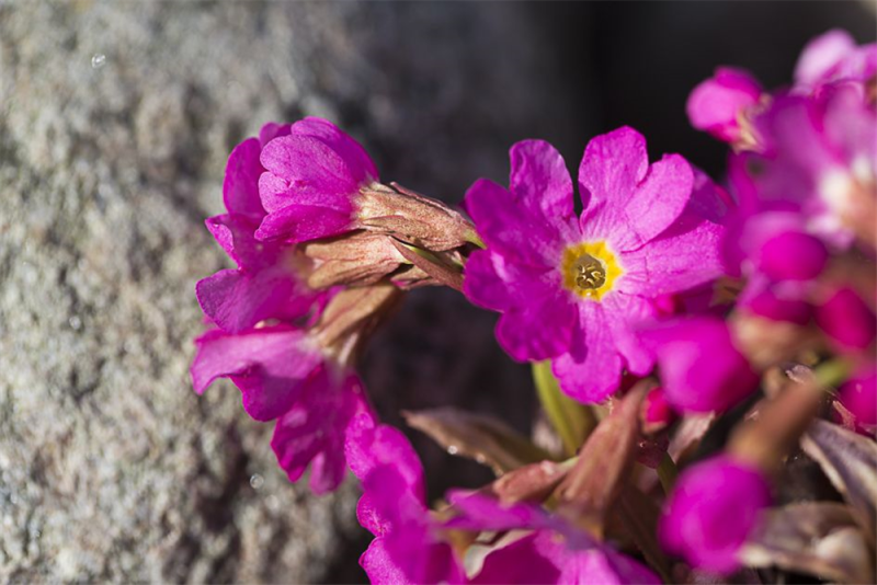  Garten-Rosen-Schlüsselblume „Gigas“