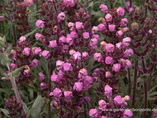  Großblütige Garten-Braunelle „Pink Loveliness“