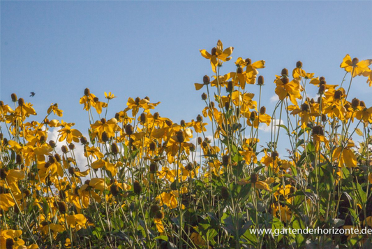  Garten-Fallschirm-Sonnenhut „Herbstsonne“
