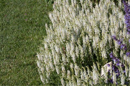  Garten-Blüten-Salbei „Adrian“