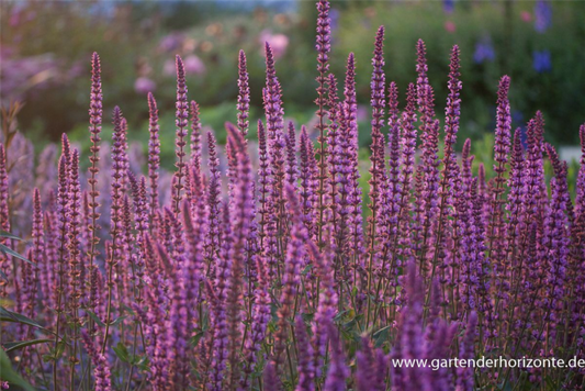  Garten-Blüten-Salbei „Amethyst“