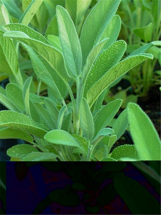  Garten-Salbei