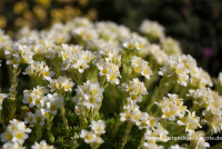  Garten-Elfenbein-Steinbrech „Alba“