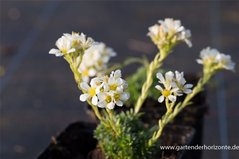  Garten-Elfenbein-Steinbrech „Alba“