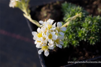 Garten-Elfenbein-Steinbrech „Alba“