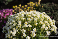  Garten-Elfenbein-Steinbrech „Alba“